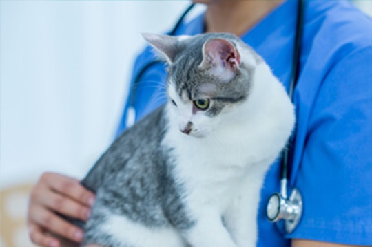 ¿Deberíamos invertir en esta acción de Zoetis, líder en salud animal, que ha obtenido un buen resultado trimestral?